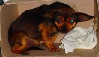 kutyamenhely alapítvány adóbevallás támogatása adó 1 kutyamenhely gazdikereső adó egy százalék adó 1