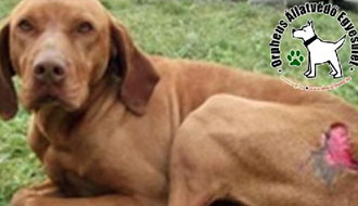 örökbe fogadás állatmenhelyen önkéntesek adó 1 adóbevallás, örökbefogadható kutya, állatotthon, adó 1%