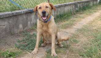 állatmenhely cicamentő adó 1 százalék