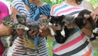 kutyamenhely állatvédők adóbevallás adó 1 felajánlás