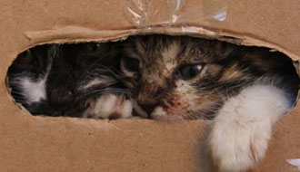 állatok kutyusok személyi jövedelemadó adó 1 százalék örökbefogadás